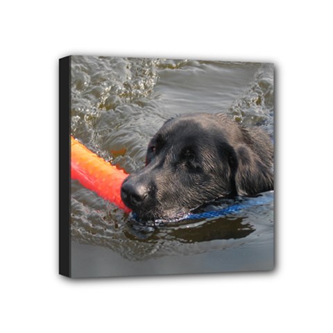 Moose Swim - Mini Canvas 4  x 4  (Stretched)