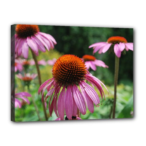 Coneflower print - Canvas 16  x 12  (Stretched)