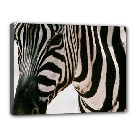 zebra - Canvas 16  x 12  (Stretched)
