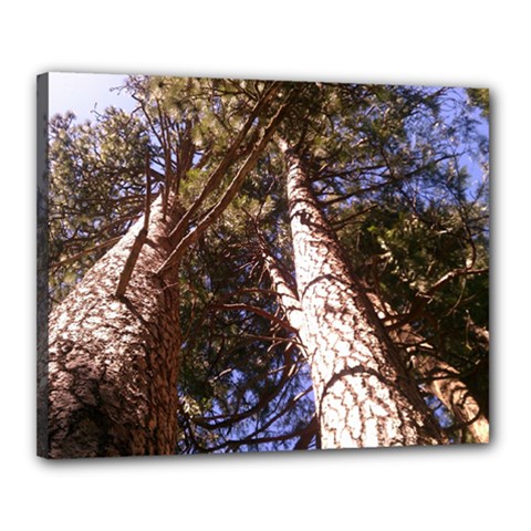 yosemite tree view - Canvas 20  x 16  (Stretched)