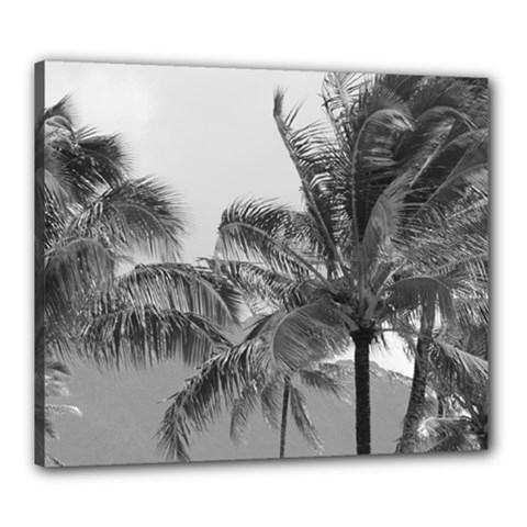 palm trees 1 bw - Canvas 24  x 20  (Stretched)