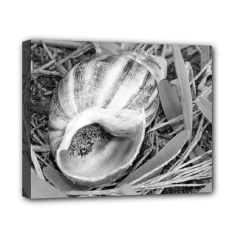 seashell bw - Canvas 10  x 8  (Stretched)