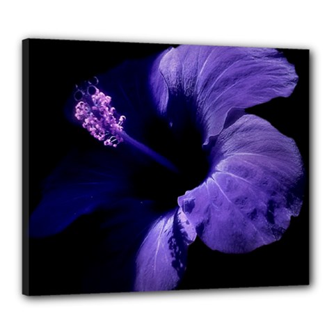Hibiscus flower tropical - Canvas 24  x 20  (Stretched)