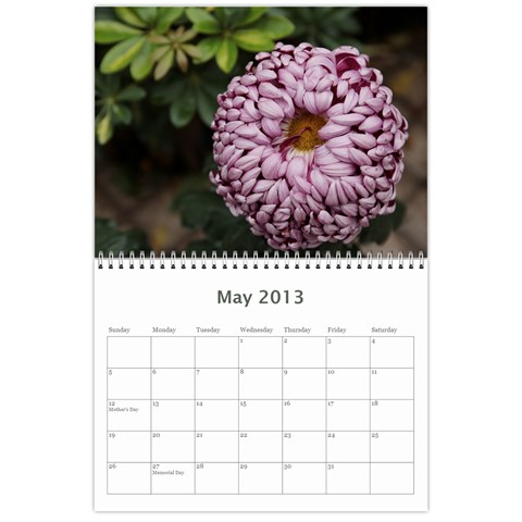 Chrysanthemum By Photo May 2013