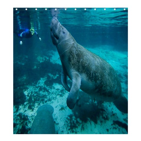Shower Curtain:; Diver  By Pamela Sue Goforth 58.75 x64.8  Curtain