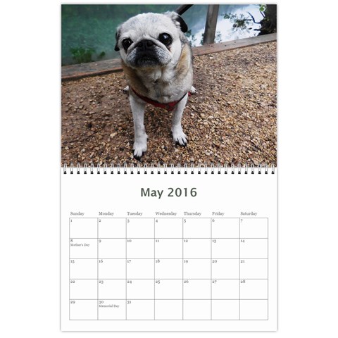 Pug Calendar Omi Clara 2016 By Lil Creatures May 2016