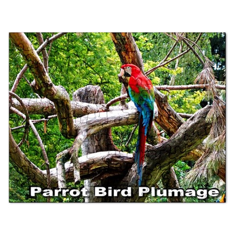 Parrot Bird Plumage  Puzzle By Pamela Sue Goforth Front