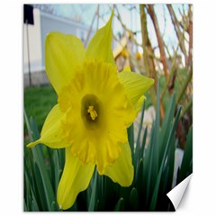 Daffodill  - Canvas 11  x 14 