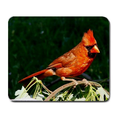 Cardinal On A Limb By Angela Coffey Front