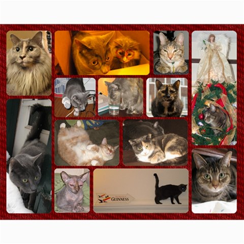 Kitty Collage By Sunny 10 x8  Print - 1