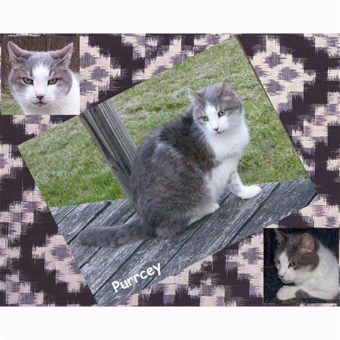 Kitty Pics #1 10 x8  Print - 9