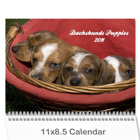 12 Month Puppies By Diana P Cover