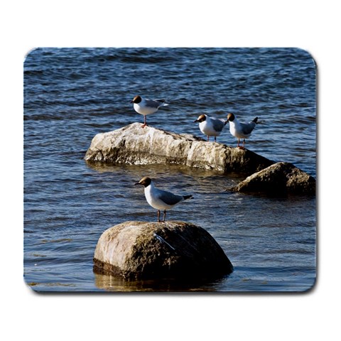 Gulls On Stones By Niclas Glasberg Front