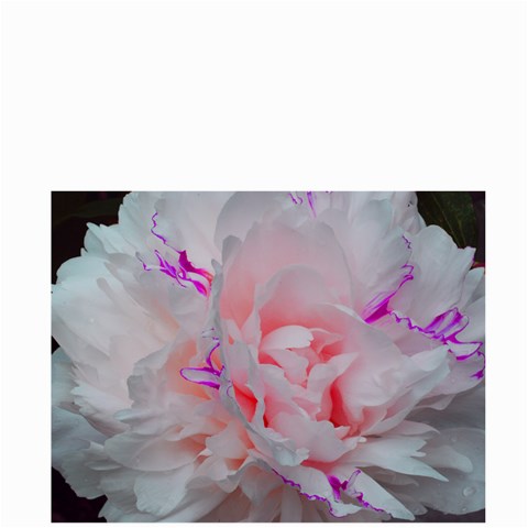 Blooming Rose Bag By Megan Back