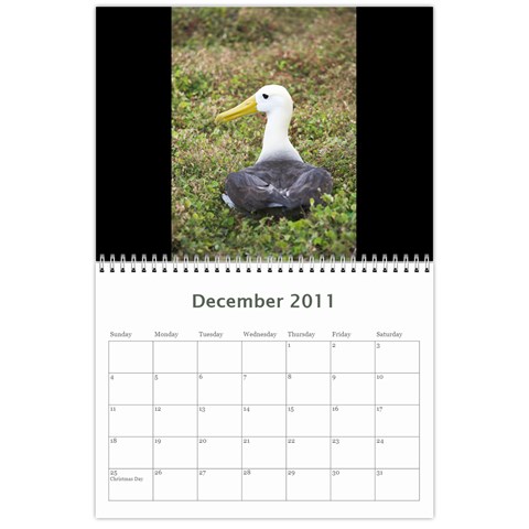 Galapagos 2011 Calendar By Matt Haber Dec 2011