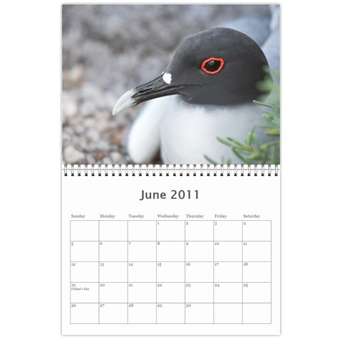 Galapagos 2011 Calendar By Matt Haber Jun 2011