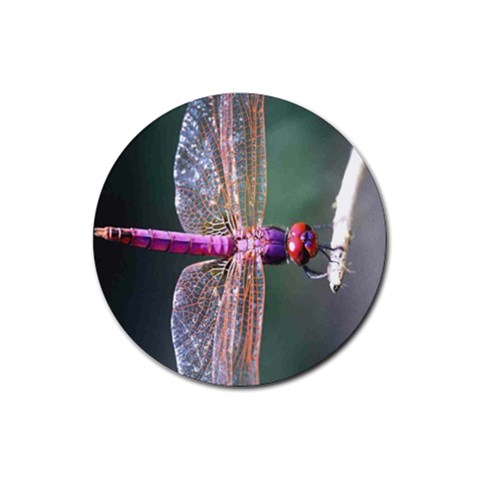 Dragonfly Coaster 2 By Birkie Front