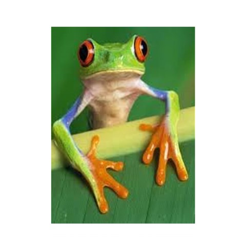 Frog Curtain By Beth Turner Curtain(48  X 72 ) - 42.18 x64.8  Curtain(48  X 72 )