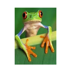 frog curtain - Shower Curtain 48  x 72  (Small)