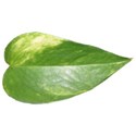 Green leaf