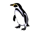 penquin2