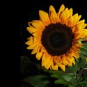 Sunflower-Bk