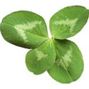 4leafclover