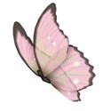 Pretty Butterfly3