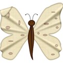butterfly4