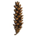 pinecone