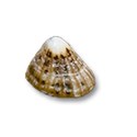sea shell 2