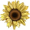 moo_summersend_sunflower