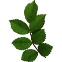 MTS-leafs