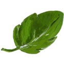 DZ_YIP_June_leaf2