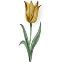 Tulip4