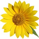 SUNFLOWER1_mikkilivanos