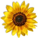 SUNFLOWER2S_mikkilivanos