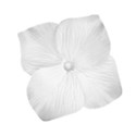 jss_tutucute_flower white