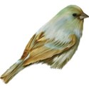 Bird 02