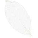 MLIVA_puddle_leaf2