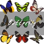 Butterfly 6
