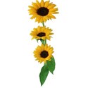 triple sunflower