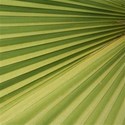 green fronds
