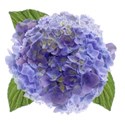 wisteria dreams_hydrangea 2