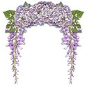 wisteria dreams_cluster double