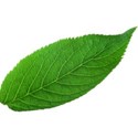leaf 9