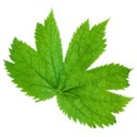 leaf 25