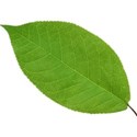 leaf 8