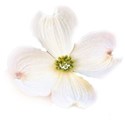 dogwood transparent full