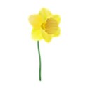 daffodil (1)